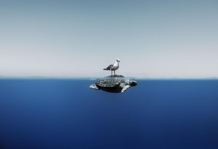 Gaviota sobre tortuga